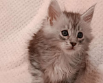 Кошки в Колпино: Котята Мейн кун Мальчик, 40 000 руб. - фото 2
