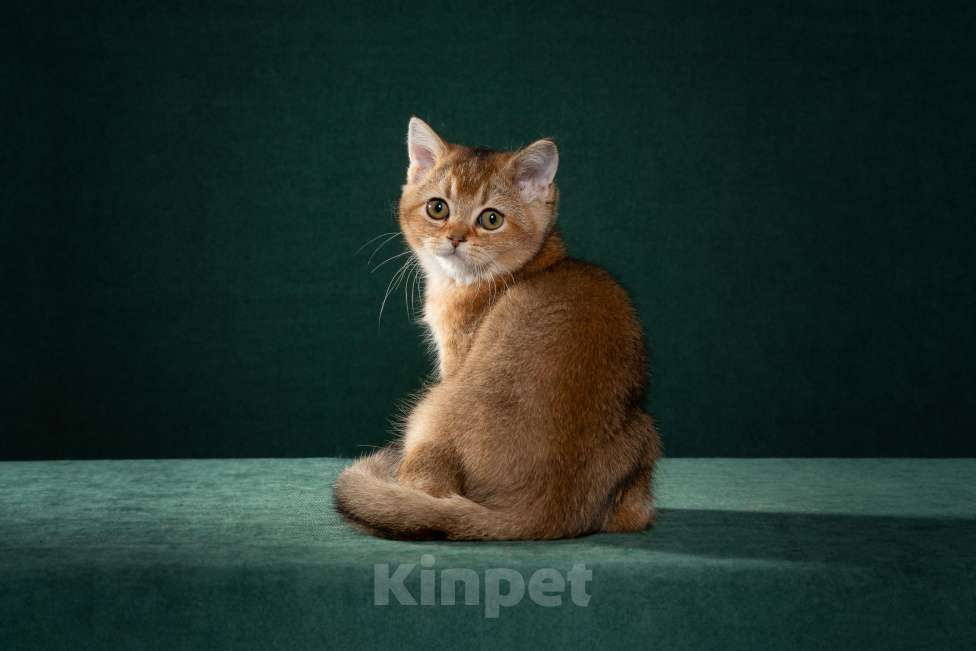 Кошки в Екатеринбурге: Шотландская красавица и игрунья Девочка, 50 000 руб. - фото 1