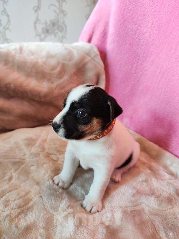 Собаки в Волгограде: Щенок Джек Рассел терьер  Мальчик, 20 000 руб. - фото 2