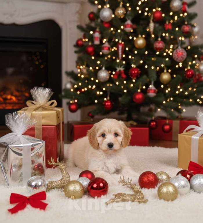 Собаки в Москве:  Элитный кавапу мини | кремовый мальчик 5 месяцев | голубой сегмент глаза Мальчик, 90 000 руб. - фото 1