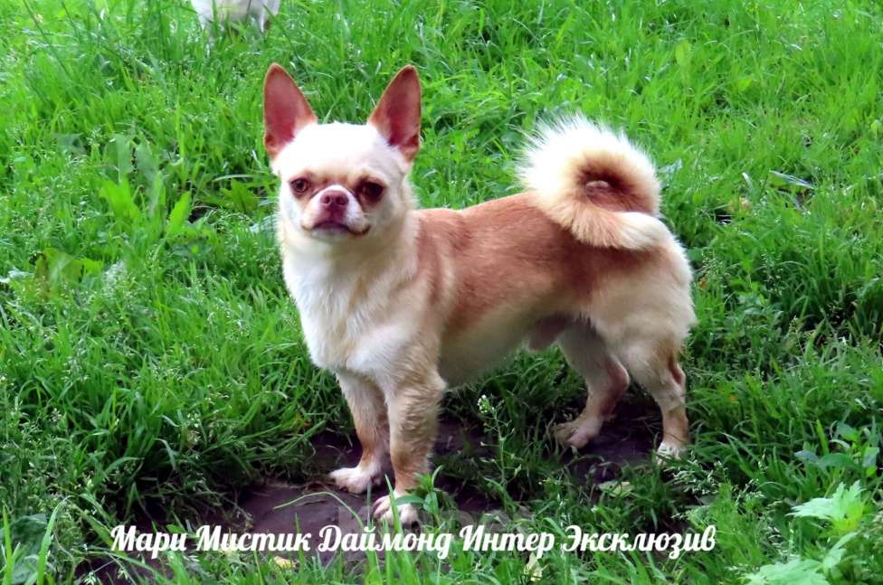 Собаки в Санкт-Петербурге: Настоящий бриллиант Даймонд чихуахуа Мальчик, 60 000 руб. - фото 2