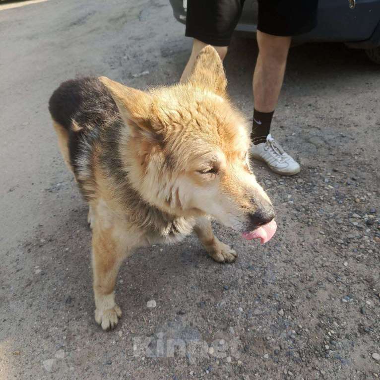 Собаки в Смоленске: Потерялась Собака Мальчик, Бесплатно - фото 10