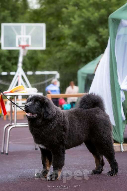 Собаки в Благовещенске: Щенок тибетского мастифа Мальчик, Бесплатно - фото 3