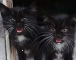 Кошки в Туле: Котёнок Мальчик, Бесплатно - фото 2