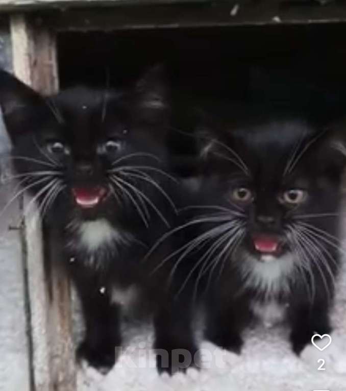 Кошки в Туле: Котёнок Мальчик, Бесплатно - фото 2