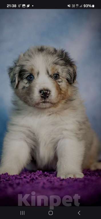 Собаки в Санкт-Петербурге: Щенок австралийской овчарки голубой мрамор. Родился 15.10.2025. Метрика РКФ Мальчик, Бесплатно - фото 4