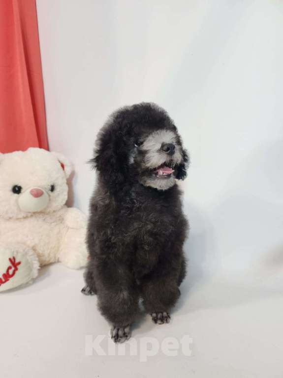 Собаки в Москве: Пудель миниатюрный серый в разведение Мальчик, 70 000 руб. - фото 2