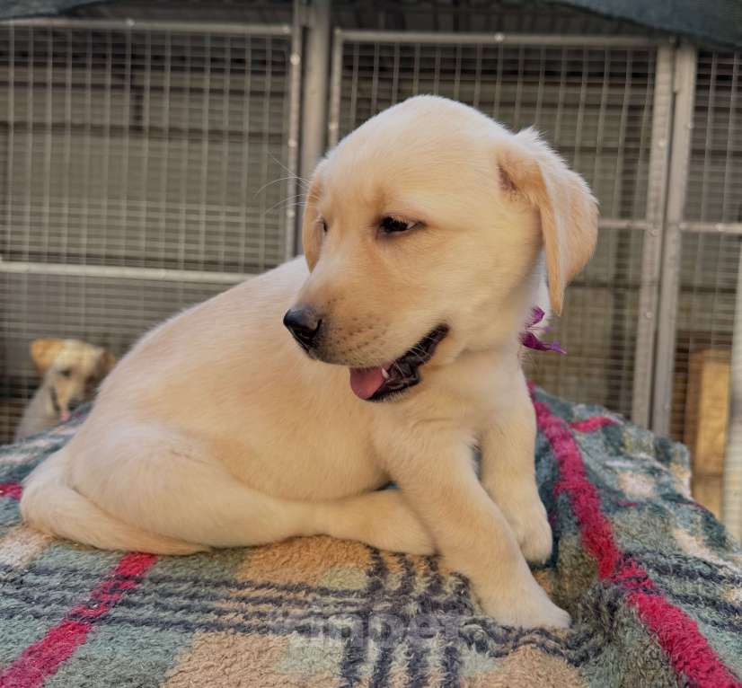 Собаки в Краснодаре: Щенок лабрадора палевый  Девочка, 25 000 руб. - фото 10