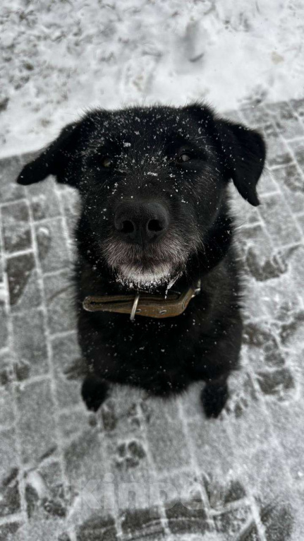 Собаки в Москве: Сколково найден пес Мальчик, Бесплатно - фото 2