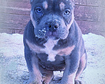 Собаки в других городах Ярославской области: Девочка-булли Девочка, 80 000 руб. - фото 7