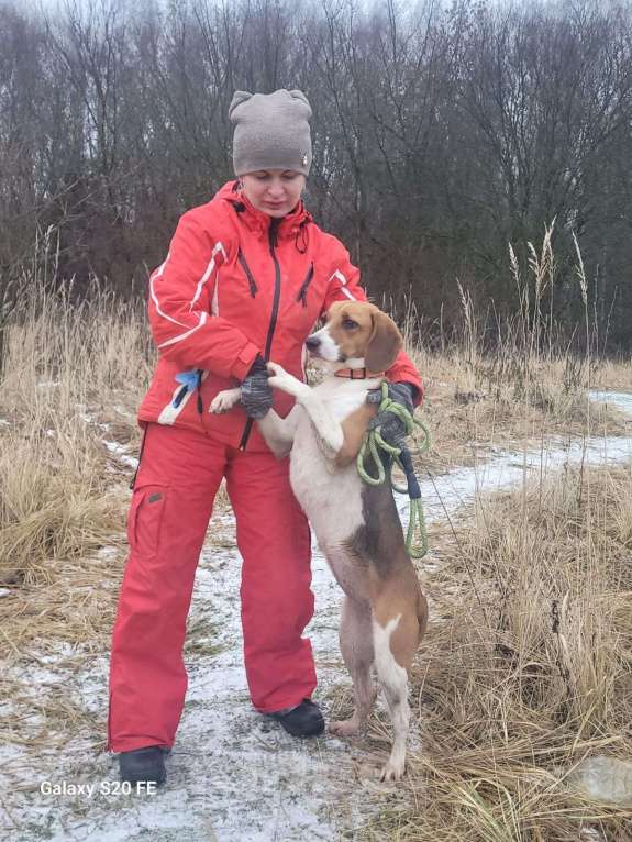 Собаки в Москве: Айя хочет домой Девочка, Бесплатно - фото 6