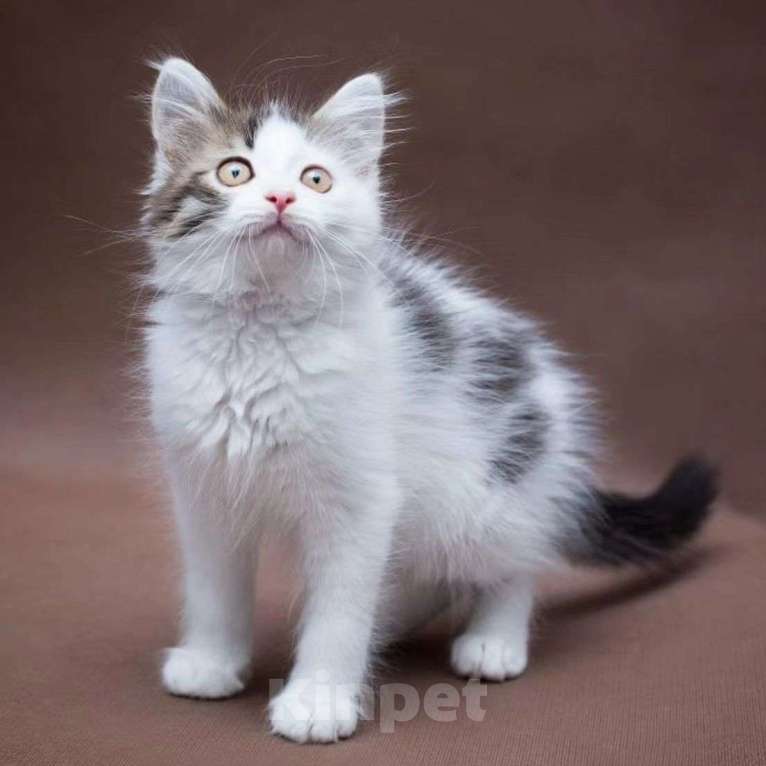 Кошки в Москве: Котенка Зайчика никто не хочет забирать Мальчик, Бесплатно - фото 3