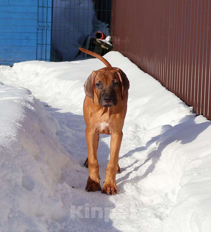 Собаки в Москве: Мальчик родезийского риджбека Мальчик, Бесплатно - фото 4