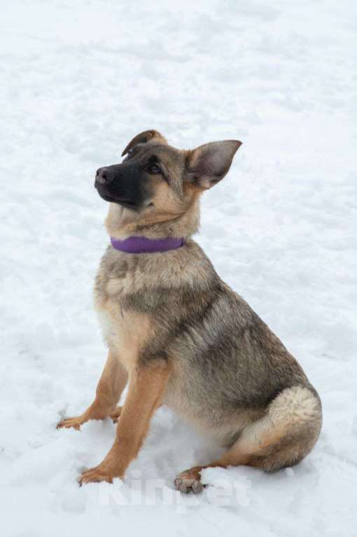 Собаки в Москве: Опал и её близняшки и братик ищут дом, 5 мес. Девочка, Бесплатно - фото 3