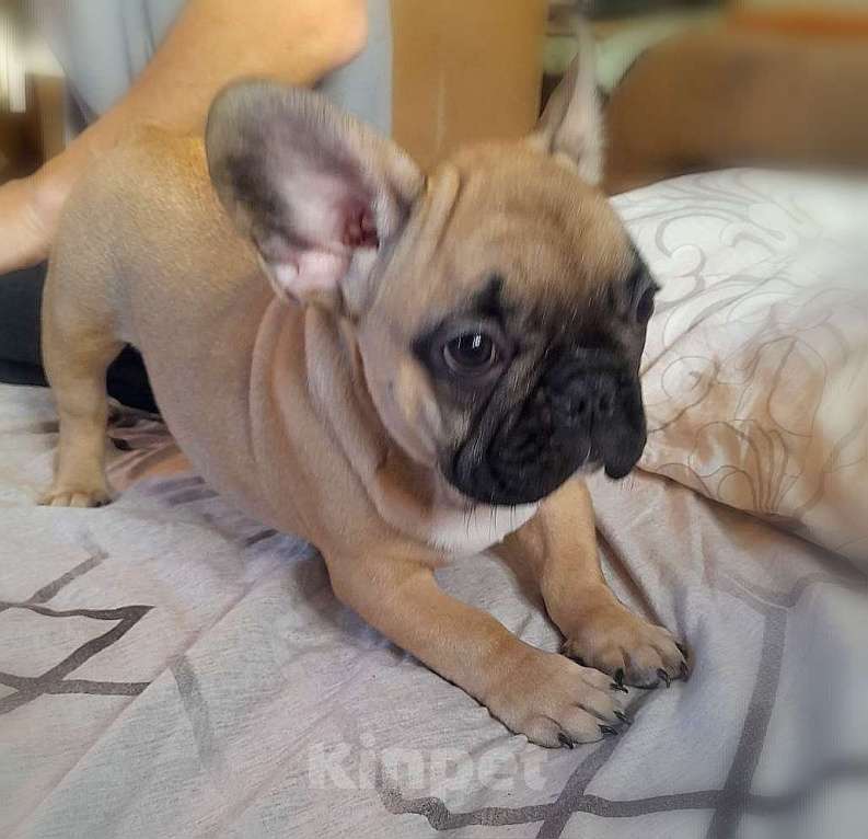 Собаки в Находке: Французкий бульдог! Шикарная булочка в отличном качестве! С документами Ркф!  Девочка, 100 000 руб. - фото 4