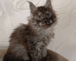 Кошки в Воронеже: Котёнок мейн-кун Мальчик, 45 000 руб. - фото 3
