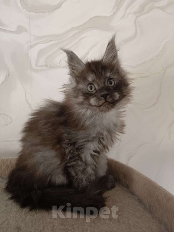 Кошки в Воронеже: Котёнок мейн-кун Мальчик, 45 000 руб. - фото 3