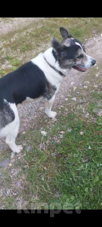 Собаки в других городах Московской области: Замечена собака в СНТ Союз Шаховского района между деревней Большое Сытьково и Максимково Мальчик, Бесплатно - фото 2