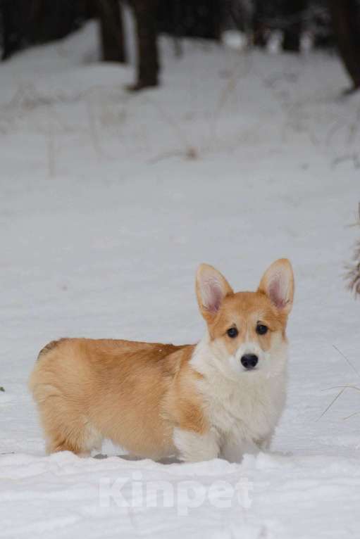 Собаки в Твери: Щенок Вельш Корги Пемброк  Девочка, 40 000 руб. - фото 1