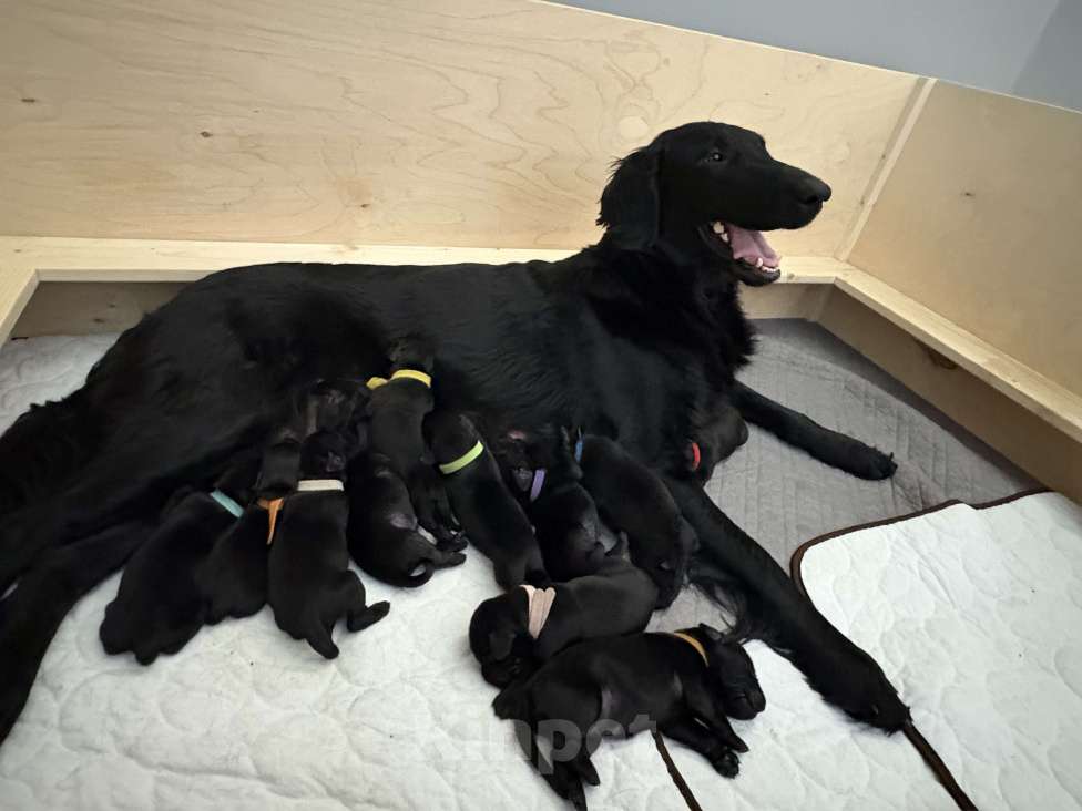 Собаки в Москве: Бронируем щенков прямошерстного ретривера флэт Мальчик, 75 000 руб. - фото 6