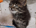 Кошки в Ветлуге: Котята Мейн-Кун, 7 000 руб. - фото 3