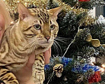 Кошки в Новокубанске: Бенгальский котик, 60 000 руб. - фото 2