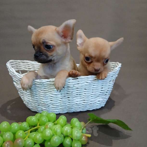 Собаки в Туле: Мальчики и девочки чихуахуа Разнополые, 15 000 руб. - фото 6