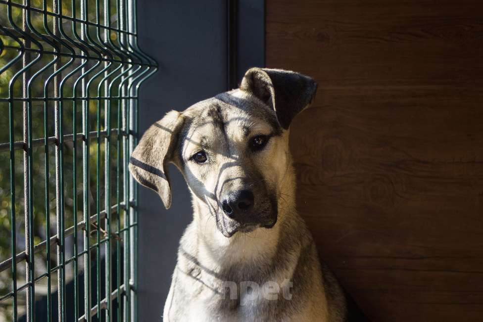 Собаки в Москве: Эсми- девочка противоречие 💕 Девочка, Бесплатно - фото 3