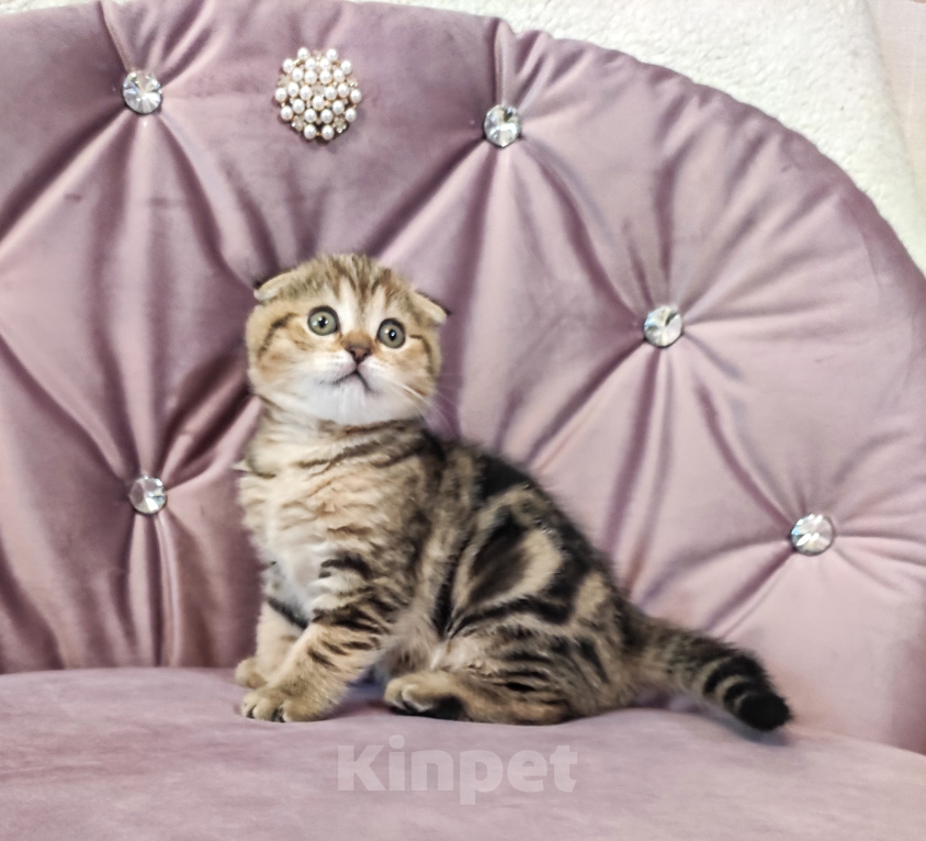 Кошки в Калуге: Шотландский вислоухий котенок Мальчик, 49 000 руб. - фото 4