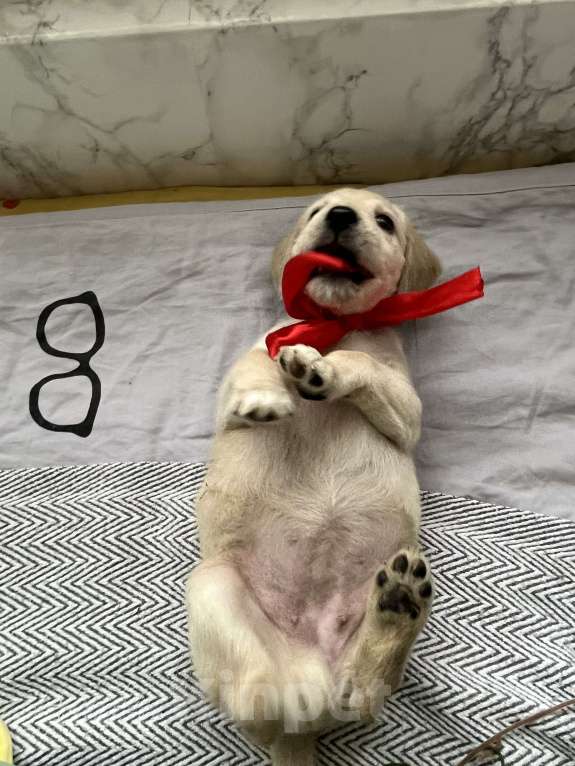 Собаки в Краснодаре: Щенок  Девочка, 3 000 руб. - фото 2