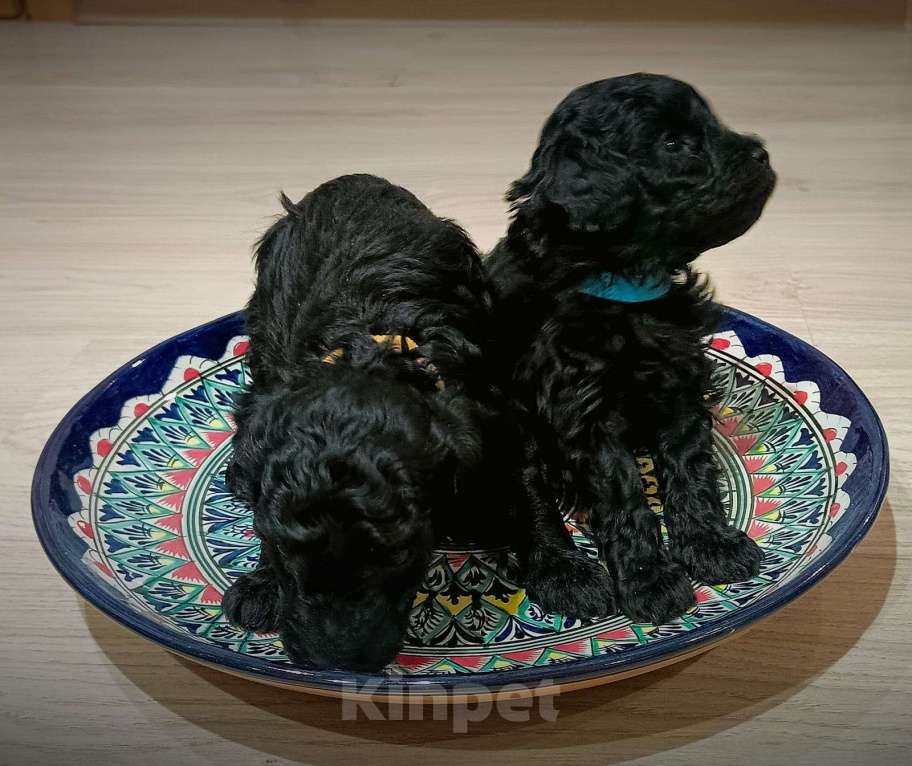 Собаки в других городах Ленинградской области: Мальчик Мальчик, 60 руб. - фото 1