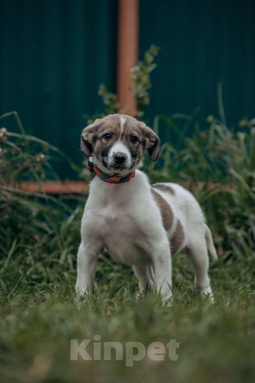 Собаки в Москве: Щенок в добрые руки бесплатно Москва Девочка, Бесплатно - фото 6