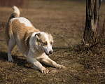 Собаки в Москве: Белая ласковая собачка Зайка в добрые руки Девочка, Бесплатно - фото 4