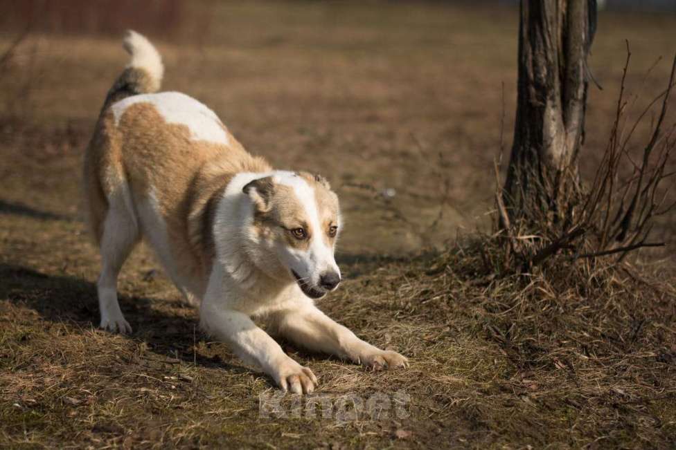 Собаки в Москве: Белая ласковая собачка Зайка в добрые руки Девочка, Бесплатно - фото 4