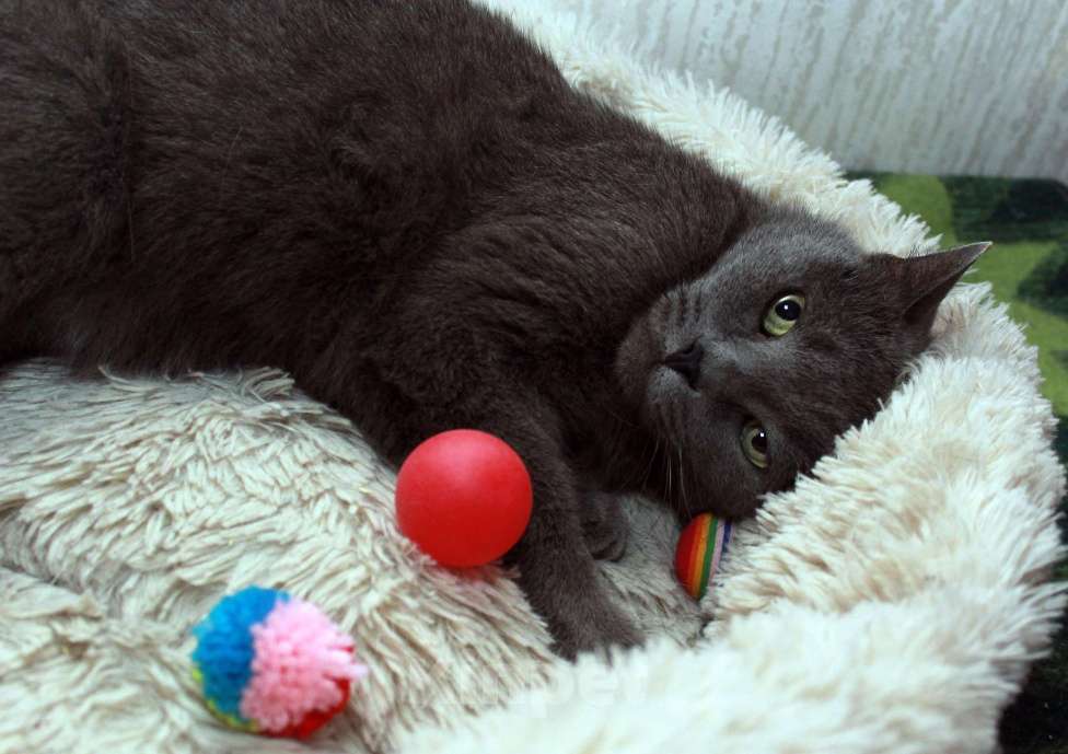 Кошки в Калуге: Серенький Грей ищет дом. Молодой кот в добрые руки. Мальчик, Бесплатно - фото 7