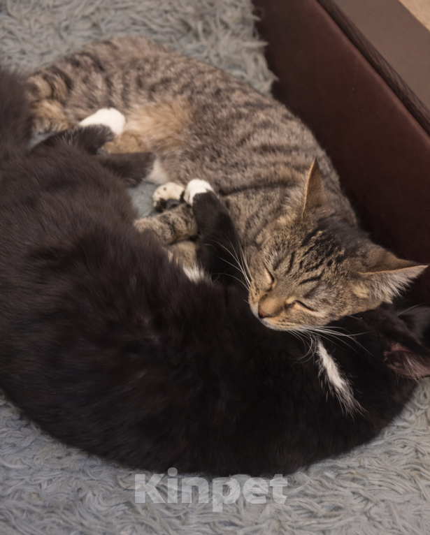 Кошки в Москве: Котята-неразлучники в добрые руки Девочка, Бесплатно - фото 2