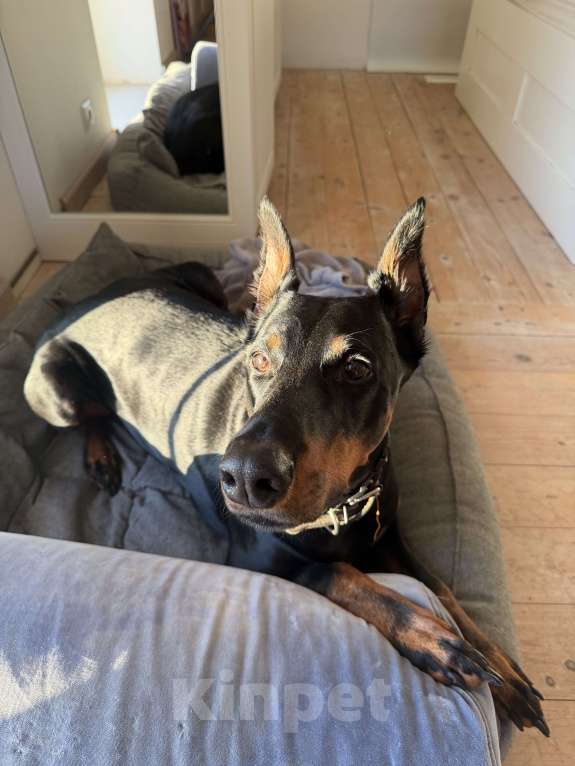 Собаки в других городах Московской области: Смоки ищет семью! Мальчик, Бесплатно - фото 5