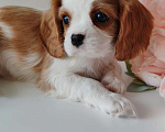Собаки в других городах Московской области: Девочка кавалер Кинг Чарльз спаниель Девочка, 130 000 руб. - фото 6