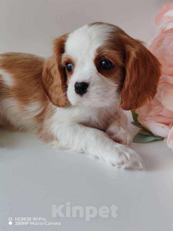 Собаки в других городах Московской области: Девочка кавалер Кинг Чарльз спаниель Девочка, 130 000 руб. - фото 6