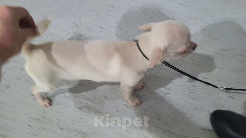 Собаки в Москве: Прекрасная  Чихуахуа девочка Девочка, Бесплатно - фото 3