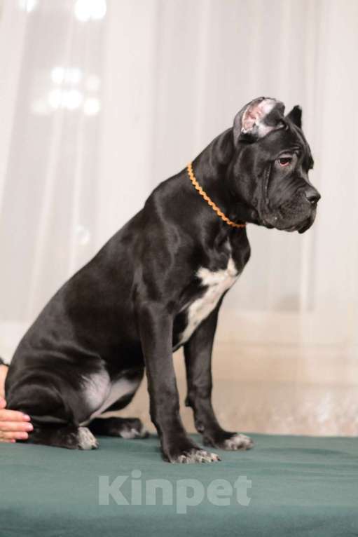 Собаки в Воронеже: Кане корсо, девочка Девочка, 60 000 руб. - фото 2