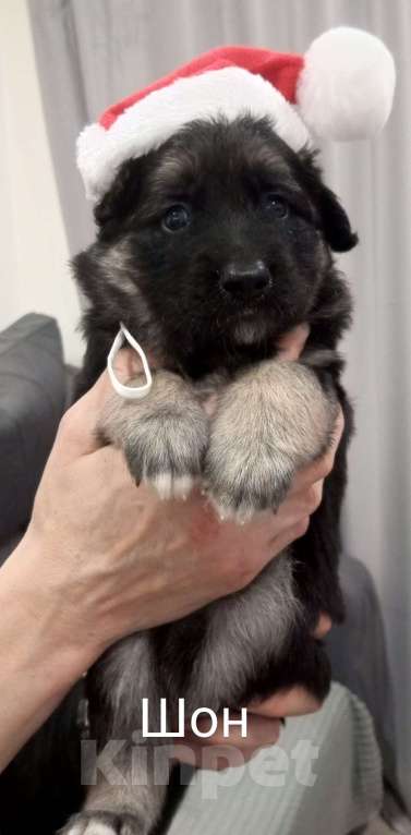 Собаки в Москве: Щенок в добрые руки Мальчик, Бесплатно - фото 3