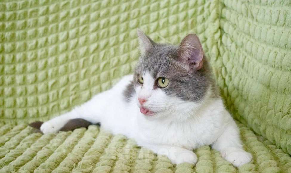 Кошки в Москве: Некрасивая кошка ищет дом и семью. В добрые руки Девочка, Бесплатно - фото 8