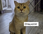 Кошки в Владимире: Британские шиншиллы (котята, окрас черное золото ny25) Мальчик, 24 000 руб. - фото 8