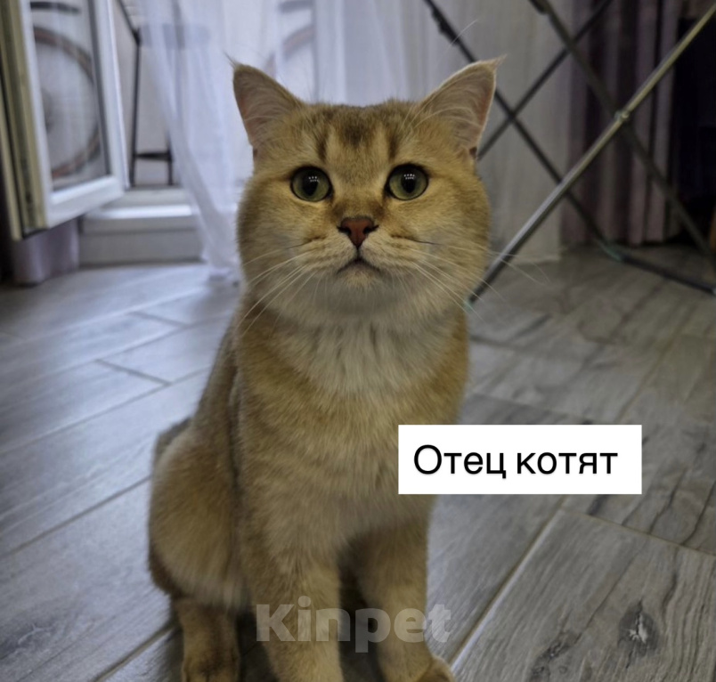 Кошки в Владимире: Британские шиншиллы (котята, окрас черное золото ny25) Мальчик, 24 000 руб. - фото 8