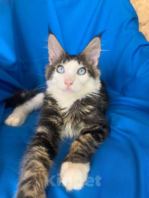 Кошки в Тамбове: Мейн-кун голубые глаза  Мальчик, 150 000 руб. - фото 5