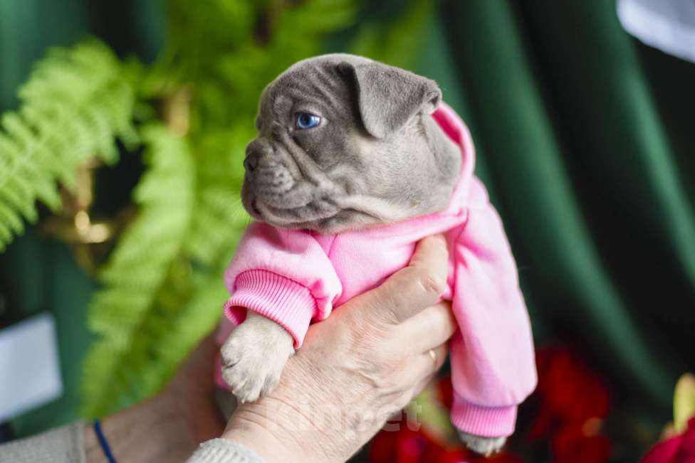 Собаки в Москве: мальчик лилово-подпалый французкий бульдог Мальчик, 90 000 руб. - фото 4