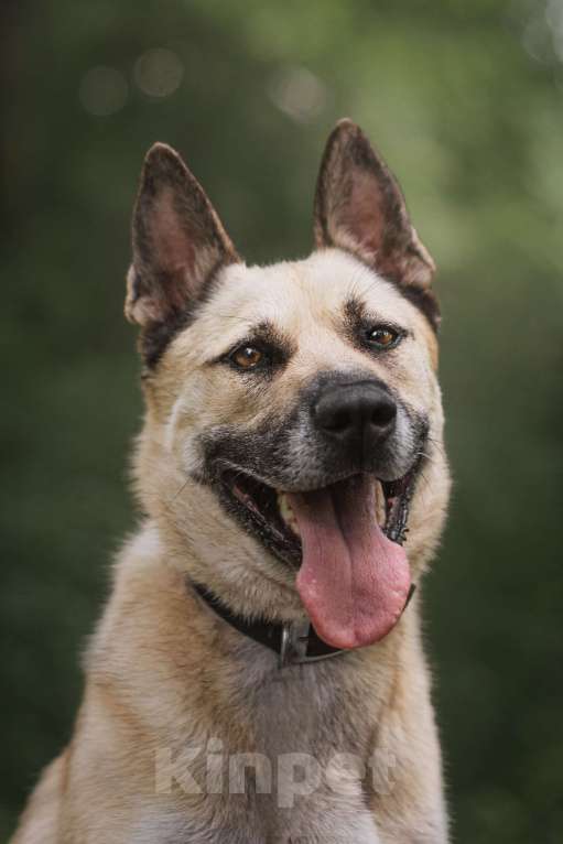 Собаки в Москве: Джек ищет дом🏠 Мальчик, 10 руб. - фото 6