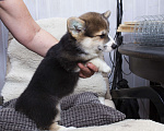 Собаки в Краснодаре: Вельш корги пемброк - шикарные щенки Мальчик, 55 000 руб. - фото 7
