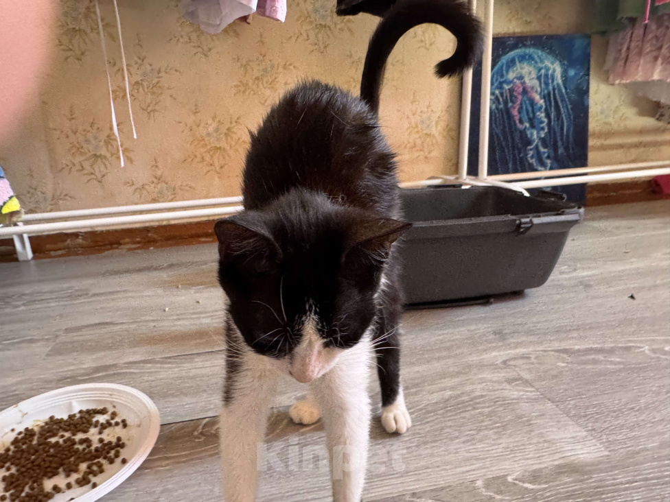 Кошки в Севастополе: марка Девочка, Бесплатно - фото 3